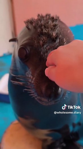 Understanding Sea Lions: Fun Facts and Habitat