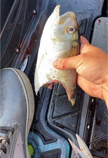 Catching Bluefish in Rhode Island: Part 3