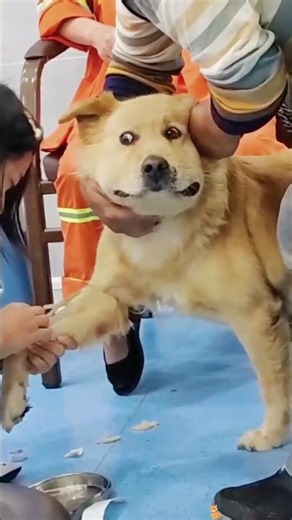 Dog afraid of doctors #dog #funny #afraid #funnydog #doctor #fyp #funny#funnyvideos