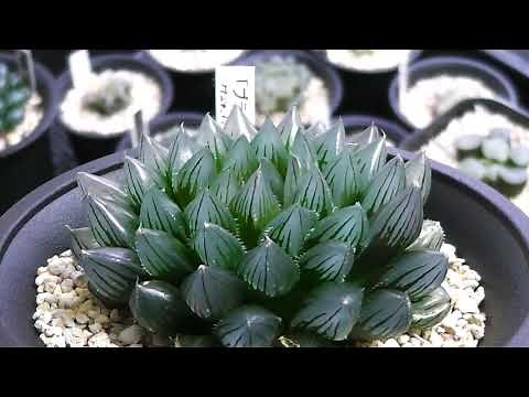I will tell you the charm of a succulent plant Haworthia.