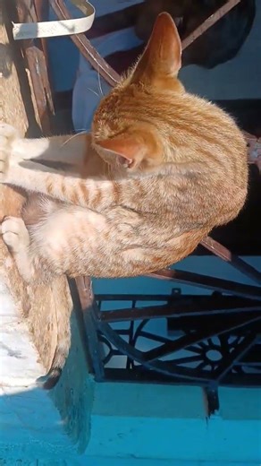 kuttumma kuttu kureshi dance 🎀🤓