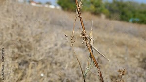 Predatory bush cricket (Saga pedo, small male) copulating in opposition to scientific opinion about parthenogenetic reproduction (only females exist and they breed by themselves)