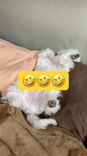 This is what happens when dogs sleep over New Year's 🤣🤣🤣 #shorts #cutedog #Maltese