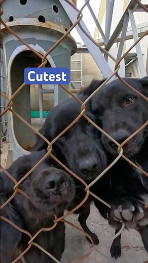 មេីលទៅដូច​ រីករាយ​ដល់ហេីយ​ គ្រួសារ​ឆ្កែគេនេះ😂 #dog #puppy #cutedog