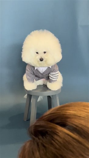 親バカ飼い主たちの声がうるさいけどぽん子かわいい頑張ったね🥺 #ビションフリーゼ #犬のいる生活