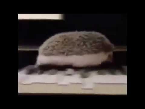 Hedgehog