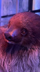 São the sloth is easy to fall in love with | Blue Hills Ranch