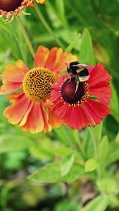 Did you know bees see colors differently?  They have trichromatic vision, seeing ultraviolet, blue, and green but missing out on reds. This sheds light on how bees navigate their colorful world!  #Beebuilt #BeeVision #ColorfulWorld | BeeBuilt | Facebook