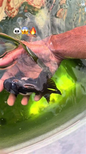 Panda gold fish breed in Trinidad #fypシ゚ #virl #Caribbean #beauty #panda