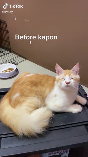 The Ultimate Guide to Kapon for Cats: Benefits, Procedure & Recovery