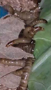 Superworms growing and eating - superworm breeding
