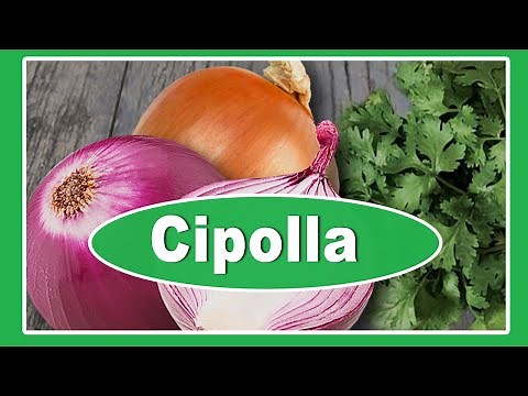 Cipolla: benefici per la salute | Proprieta usi e controindicazioni
