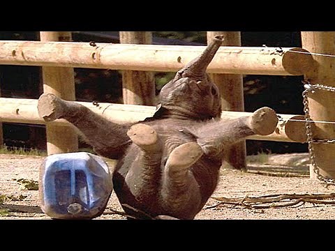 Funniest Baby Elephant Moments Caught on Camera! 😂 (Epic Comedy Moments (Ep 1)
