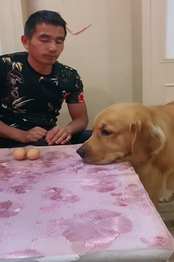 Mao Mao hungry for chicken eggs😢😘 | Norn Ava