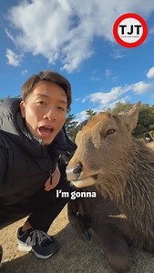 5 must-do things in Nara🦌 Have you ever been to Nara, located just south of Kyoto? It’s a place rich in history and nature, and definitely worth a visit, even if you only have one day! It’s just about an hour by train from both Kyoto and Osaka, so make sure to check it out! Follow us for more Japan travel tips🇯🇵 @travel.japan_together #japantravel #japantrip #nara #naratravel #naratrip #naratour #narapark #narapark #daibutsu #greatbuddha #tourguideinjapan | Travel Japan Together