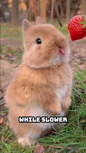 Why Do Rabbits Twitch Their Noses?