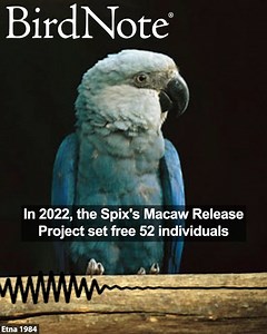 48 reactions | Even if the name Spix's Macaw doesn’t ring a bell, you might recognize this bird. It’s Blu, from Rio, the animated film! Also known as the Little Blue Macaw, the species went extinct in the wild due to hunting for the pet trade, loss of habitat and invasive species. However, scientists raised a captive population of Spix’s Macaws from the few remaining wild birds. In 2022, 52 of the captive-raised birds were released into the wild. Photo © Etna 1984 | BirdNote | Facebook