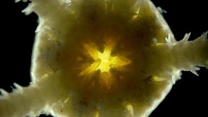 Ophiura bajo un microscopio, clase Ophiuroidea,: video de stock (totalmente libre de regalías) 1076866994 | Shutterstock