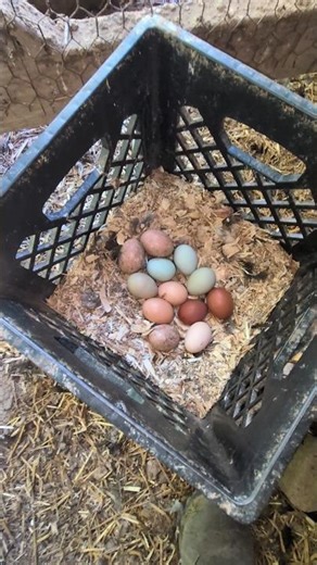 Why Have The Chickens Been Doing So Well At Laying?