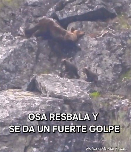 OSA SE DA UN FUERTE GOLPE #cordilleracantabrica #wildlife