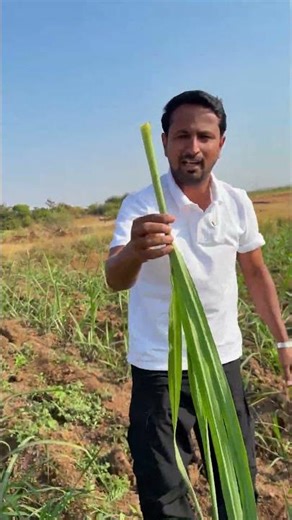 90% किसान ये नहीं करते 🚫 इसलिए Yield रुक जाती है! 🌾 #indianfarmer #shorts