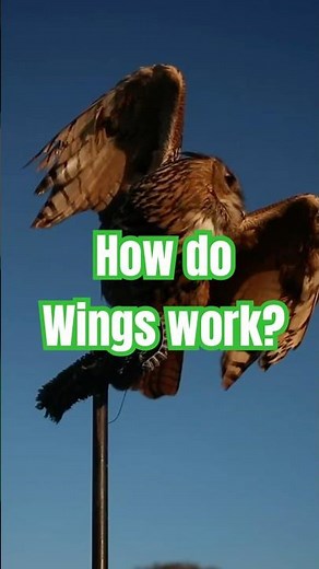 How do Birds Defy Gravity? #birds #wildlife #animals #science #wings #defyinggravity