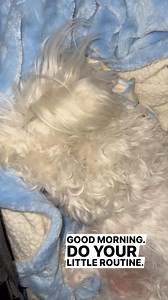 Hi my friends! 👋 Good morning! 🌞 #dogs #puppies #morning #happy #love #friends | Dountin