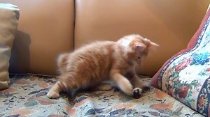 2.5K views · 287 reactions | Cat playing with toy | Happy Cat Collection | Facebook