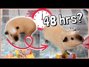 2 Day Challenge: Teaching a Guinea Pig the Circle Trick!