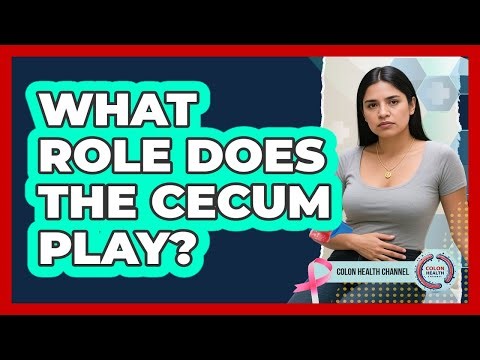 What Role Does The Cecum Play?