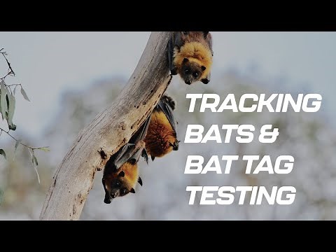 Tracking Bats and Bat tag testing