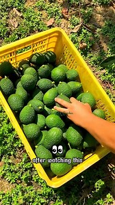 You’ll definitely want to plant a Dwarf Avocado HASS Tree after watching this | SRK