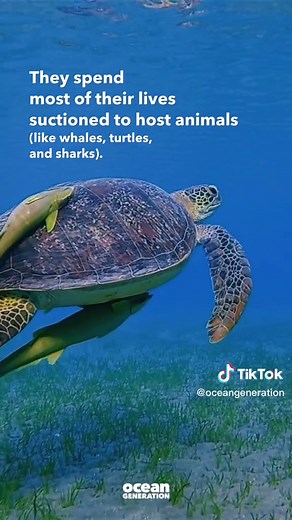 The Fascinating Relationship Between Remoras and Whale Sharks