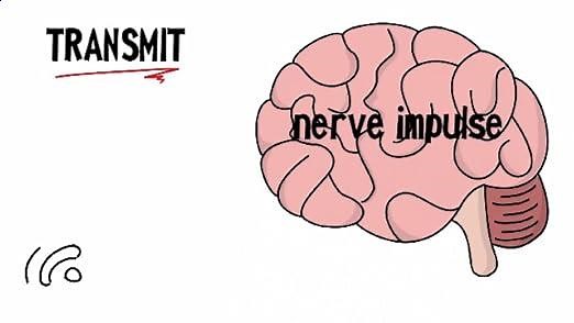 How Does Aromatherapy Work?