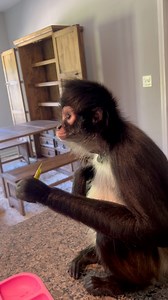 Yummy asparagus | Keke The Spider Monkey