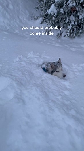 Exploring the Siberian Husky's Natural Habitat