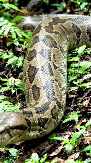 Burmese Python (Python bivittatus)