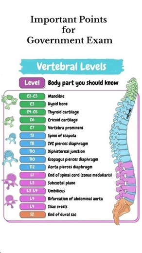 Basics of Vertebral Column 💯 #vertebrates #humanbody #anatomy #studytips #cathlab #medical #hospital