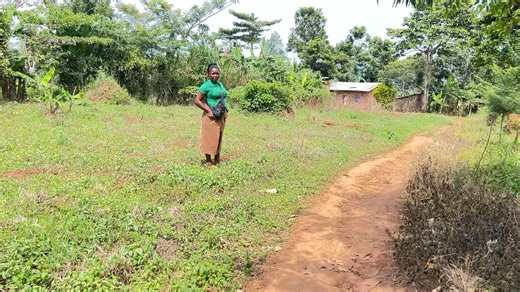 6.4K views · 218 reactions | Wululu tugabudde grab 50/100 at 6.5m tittle in bunakanda Mukono kumwalo 50/100 at 6.5m kuala mungalo they are 5plots, you branch off from kisoga katosi road More details call+256756662768They just behind the ka town and there’s electricity They are 5plots each with its tittle | Amanda Magezi investments limited | Facebook