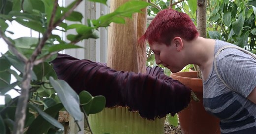 Mount Holyoke’s corpse flower blooms again, drawing crowds to its ‘rotting flesh’ stench