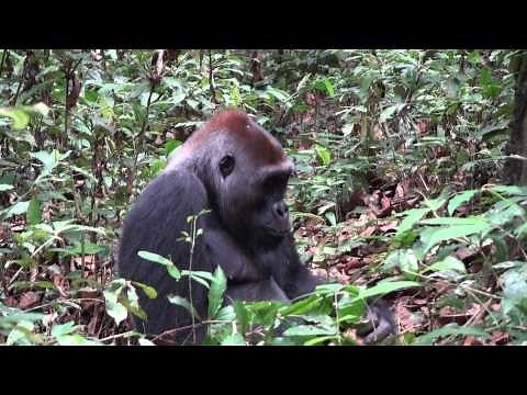 Silverback gorilla eating termites, Mondika, Congo. Ian Redmond