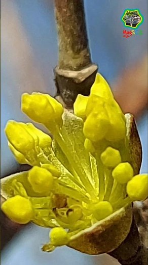 Dereń-Cornus budzi się do życia. #flowers #kwiaty #nature #przyroda #garden #ogród #plants #shorts