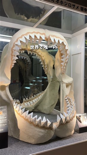 The World's Only Horseshoe Crab Museum