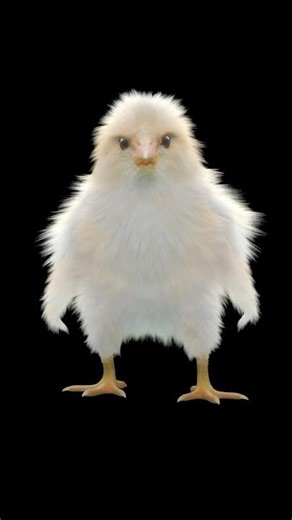 Funny Dancing Chicken 😂 | Hilarious Chicken Dance You Can’t Stop Watching