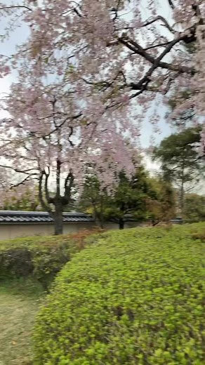 Prunus -Kiku-Shidare- Zakura… a classic Japanese Weeping Cherry Blossom Tree ( Cheals Weeping Cherry) is a small deciduous tree with gracefully arching pendulous branches forming a broad crown that often weeps elegantly all the way down to the ground. Rose pink, fluffy double flower clusters of blossom… are seen from April to May. # spring season # Weeping Cherry Blossom # Toyama, Japan @Shesa_nff_ 5479 | Shesa