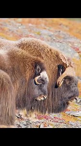 Creature of the day: The Musk Ox 🐂🐂🐂 The muskox (Ovibos moschatus) is a hoofed mammal of the family Bovidae. Native to the Arctic, it is noted for its thick coat and for the strong odor emitted by males during the seasonal rut, from which its name derives. This musky odor has the effect of attracting females during mating season. Its Inuktitut name "umingmak" translates to "the bearded one". Its Woods Cree names "mâthi-môs" and "mâthi-mostos" translate to "ugly moose" and "ugly bison", respec