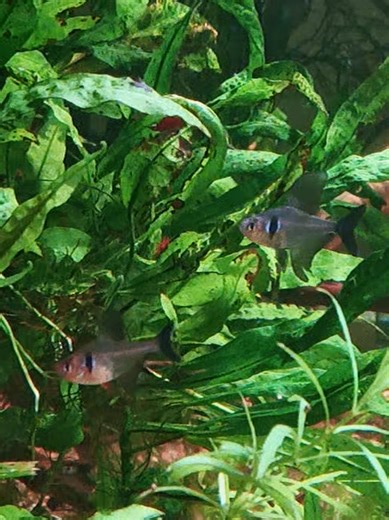 Black phantom tetras. Scientific Name: Megalamphodus megalopterus #blackphantomtetra #fishkeeping #aquarium #fishtank #fishlore