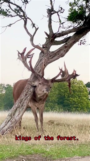 This animal is faster than you think 🦌 #deer #wildlife #animals