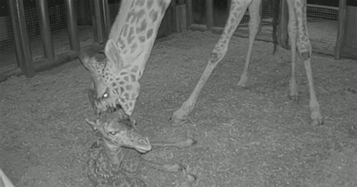 Toronto Zoo welcomes baby Masai giraffe, seeks public’s help naming her