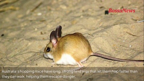 Meet the weirdest mice on Earth